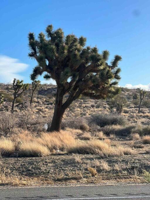 Joshua Tree National Park - Cozy Palms Getaway Apartment Twentynine Palms Ngoại thất bức ảnh